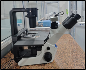 Olympus CKX53 Inverted Microscope